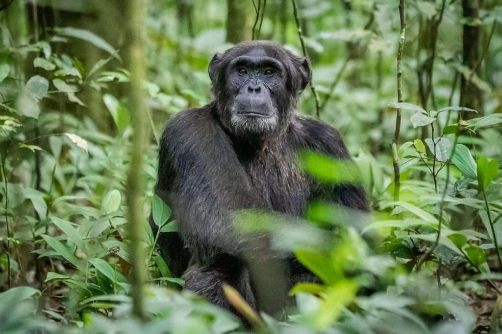 Kibale National Park / Chimpanzee Trekking In Uganda