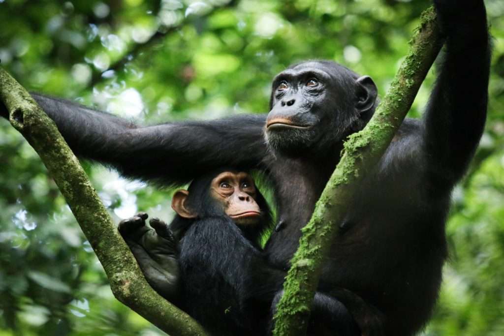 Kibale National Park / Chimpanzee Trekking In Uganda