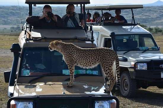 Safari in Tanzania $ Wildlife Tours Tanzania