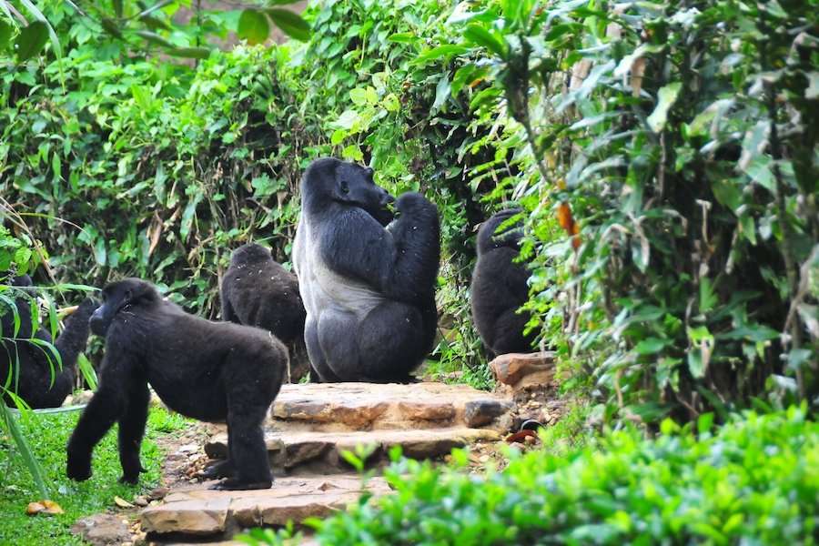 Bwindi Impenetrable National Park $ Bwindi gorilla permits