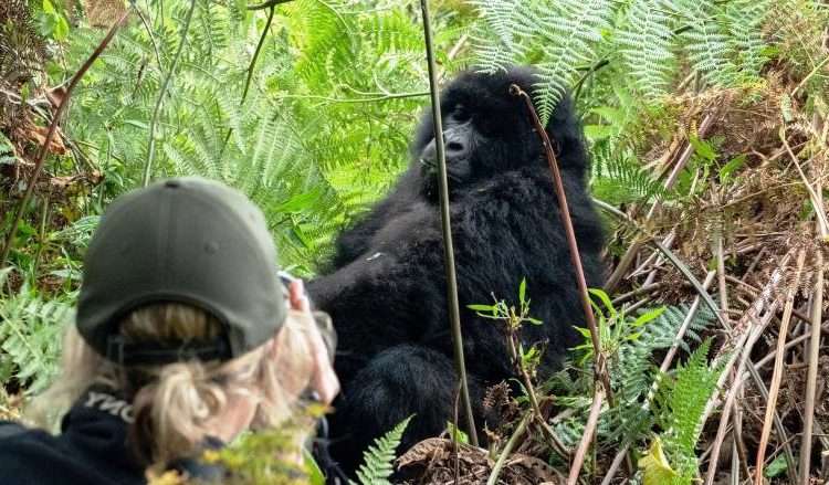 Bwindi Impenetrable National Park $ Bwindi gorilla permits