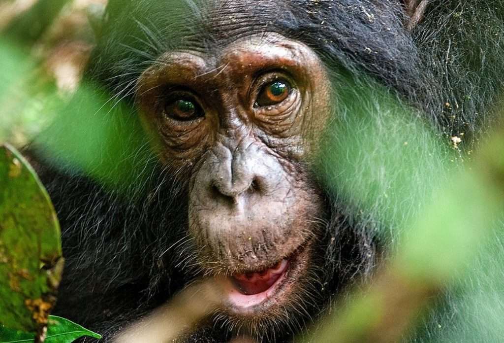 Kibale National Park / Chimpanzee Trekking In Uganda