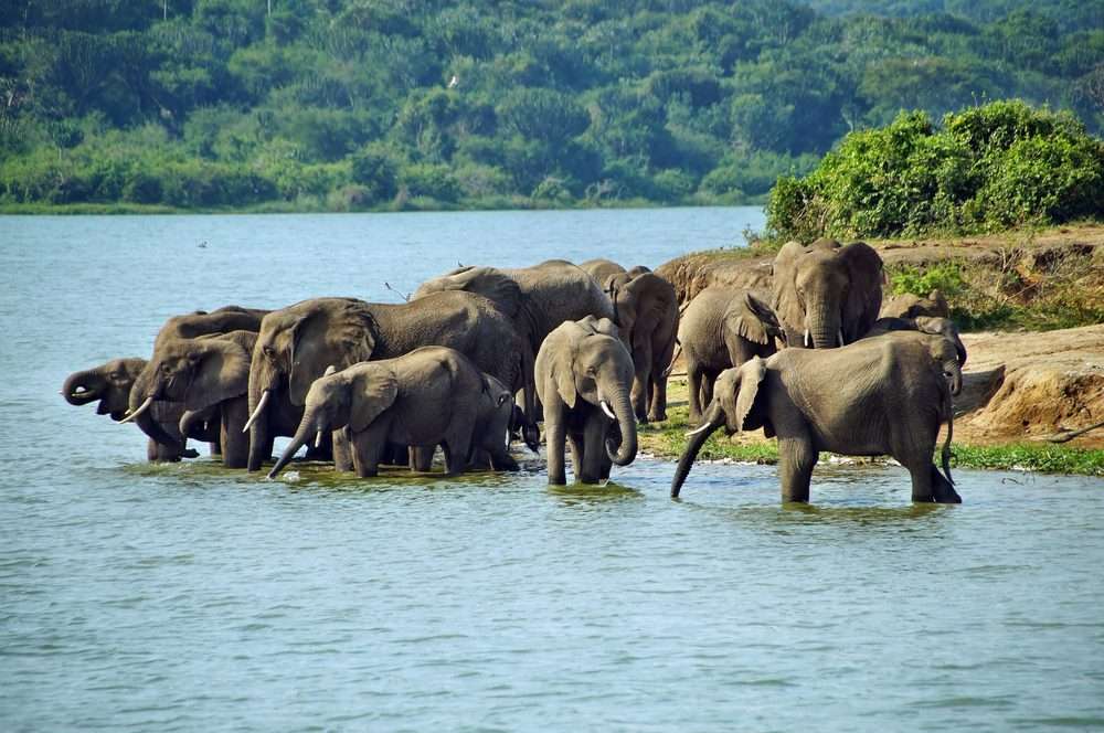 Queen Elizabeth National Park / Rent A Car Uganda