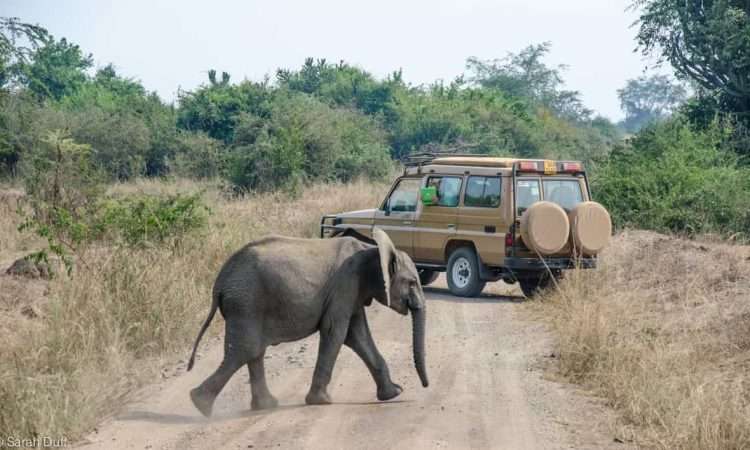 Queen Elizabeth National Park / Rent A Car Uganda