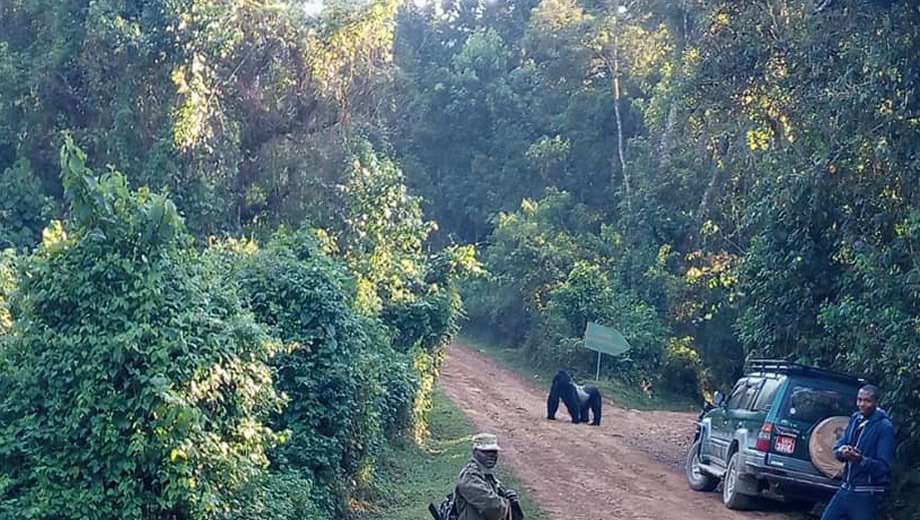 Bwindi Impenetrable National Park $ Bwindi gorilla permits