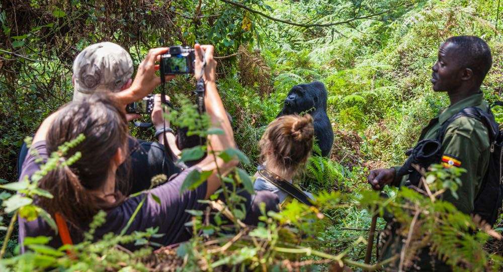 Mgahinga Gorilla National Park / Gorilla Trekking In Uganda