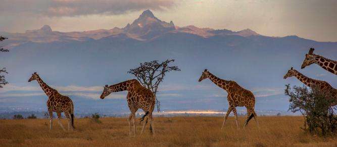 Best places to visit in Kenya / Safari in Kenya