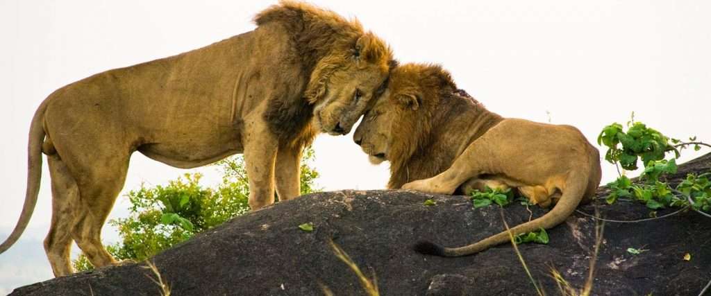 Kidepo Valley National Park