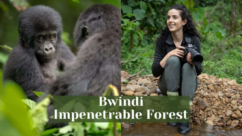 Bwindi Impenetrable National Park $ Bwindi gorilla permits