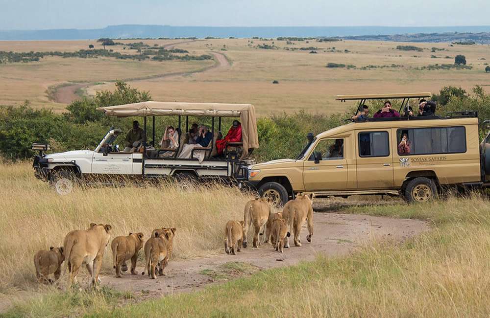 Safari in Tanzania $ Wildlife Tours Tanzania