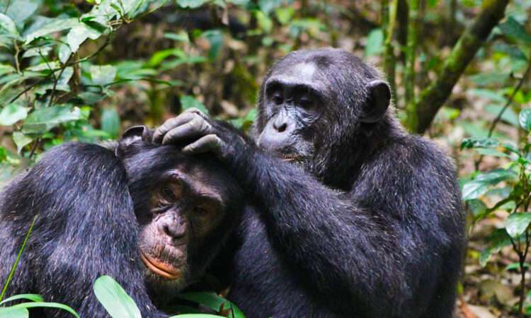 Chimpanzee Tracking In Uganda