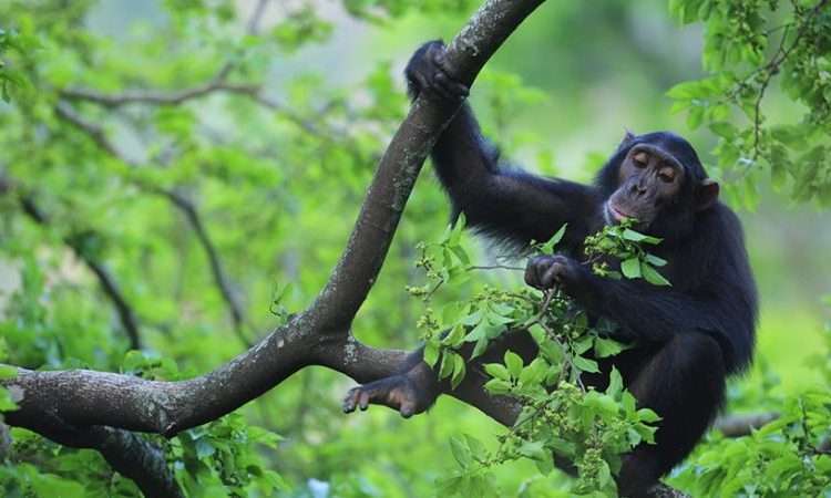 Chimpanzee Tracking In Uganda