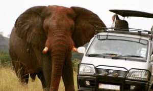 Rules To Follow When Self Driving In Uganda National Parks