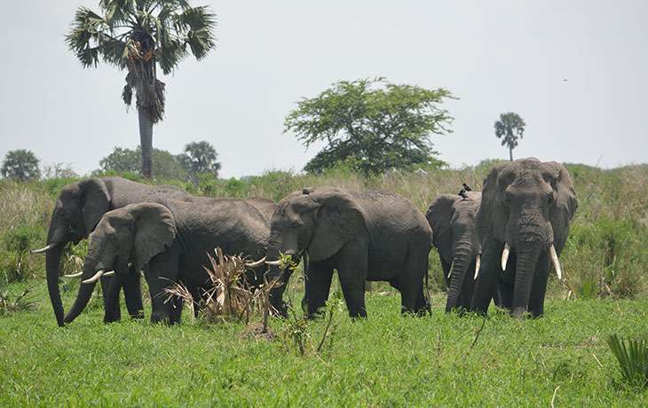 Big Five Safari