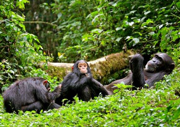 Chimpanzee Tracking In Uganda