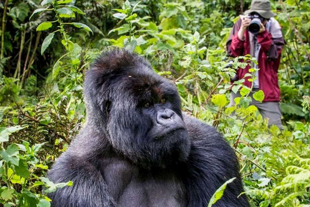 Gorilla Tour Uganda für Deutsche / Uganda Gorillas Urlaub Tipps