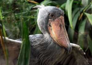 Uganda Bird Watching Tours - Bird Watching Tours In Uganda