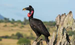 14 Days Uganda Birding Tour