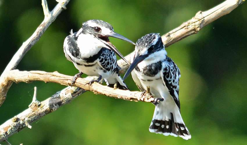 Birding Safaris In Uganda - Mabamba Swamp Shoebill Tour