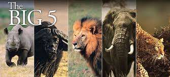 Big Five Safari