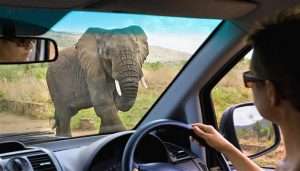 Top Attractions For Self Driving In Uganda