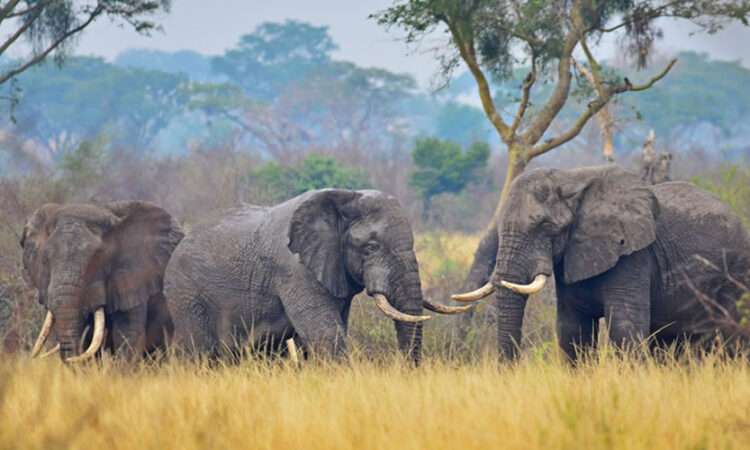 Tourist Attractions In Uganda - Uganda Top Tourist Destinati