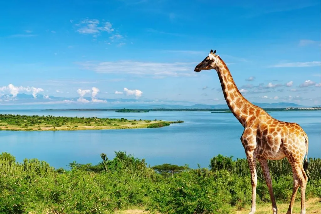 Tourist Attractions In Uganda - Uganda Top Tourist Destinati