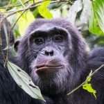 Chimpanzee Trekking In Uganda: Best Routes & When To Go