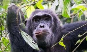 Chimpanzee Trekking In Uganda: Best Routes & When To Go