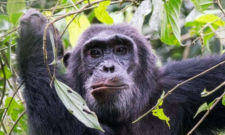 Chimpanzee Tracking In Kibale National Park