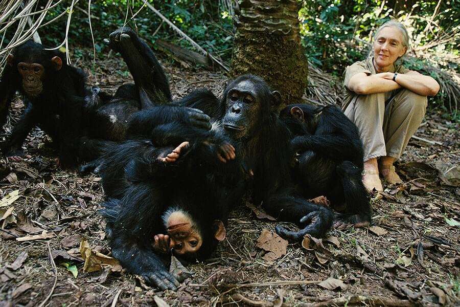 Chimpanzee Tracking In Kibale National Park