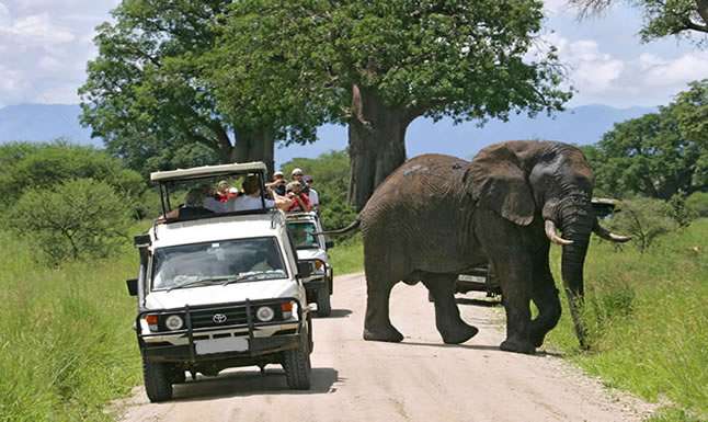 Wildlife Tours Uganda / Uganda Wildlife Tours