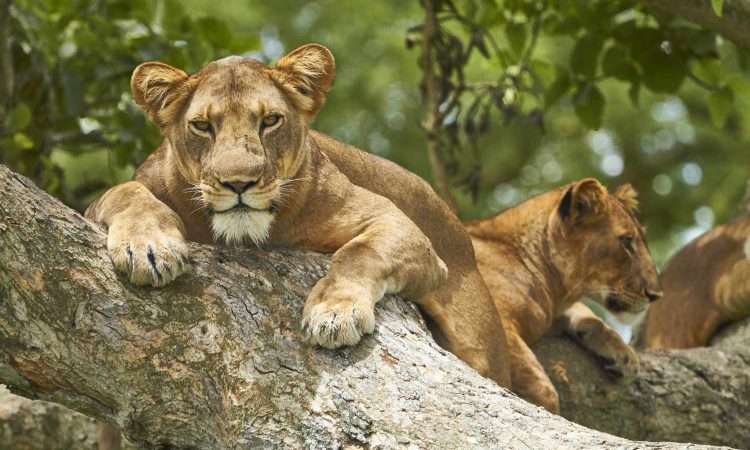 The Magic Of Tree Climbing Lions In Queen Elizabeth National Park