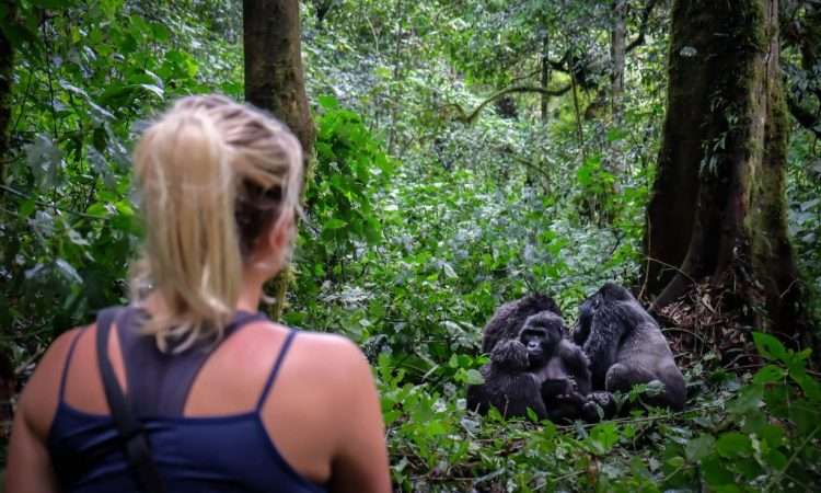 Gorilla Trekking In Bwindi / Bwindi Impenetrable Forest