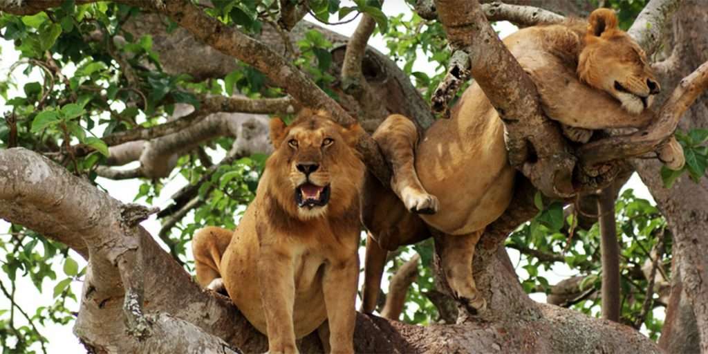 The Magic Of Tree Climbing Lions In Queen Elizabeth National Park