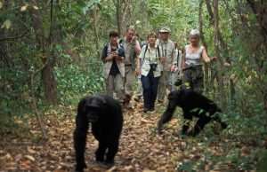 Chimpanzee Tracking In Kibale National Park