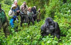 Gorilla Trekking In Bwindi / Bwindi Impenetrable Forest