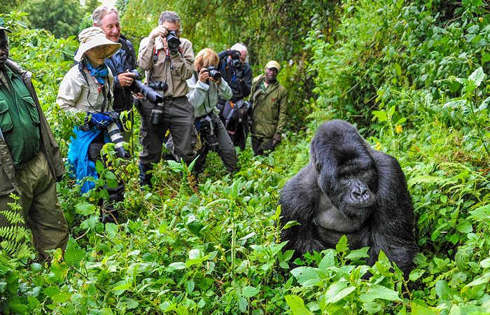 Gorilla Trekking In Bwindi / Bwindi Impenetrable Forest