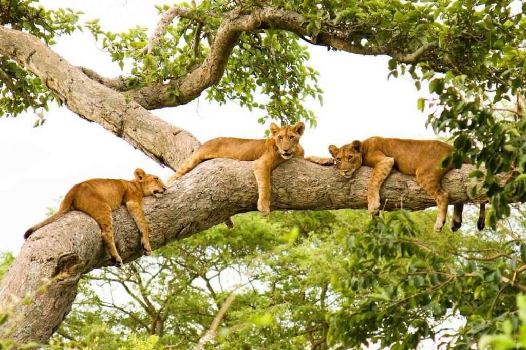 The Magic Of Tree Climbing Lions In Queen Elizabeth National Park