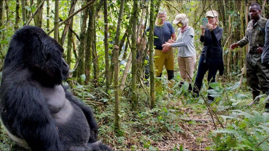 Gorilla Trekking In Bwindi / Bwindi Impenetrable Forest