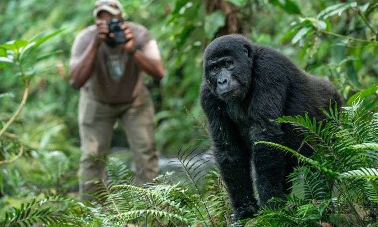 Coming Face To Face With A Silverback Gorilla