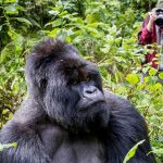 Rent a Car for Gorilla Trekking in Uganda