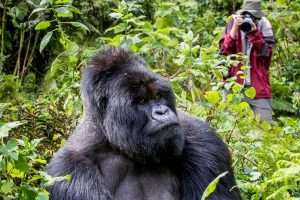 Coming Face To Face With A Silverback Gorilla