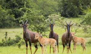 14 Days Wildlife Tour In Uganda