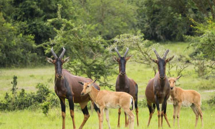 Uganda National Parks – Best National Parks In Uganda