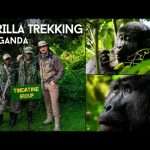 Affordable Gorilla Trekking Safari Uganda