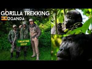 Gorilla Trekking Uganda - Bwindi Impenetrable Forest