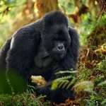 Uganda Gorilla Trekking Car Hire