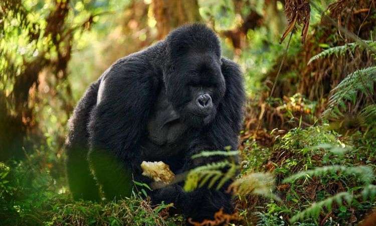 Gorilla Trekking Uganda - Bwindi Impenetrable Forest