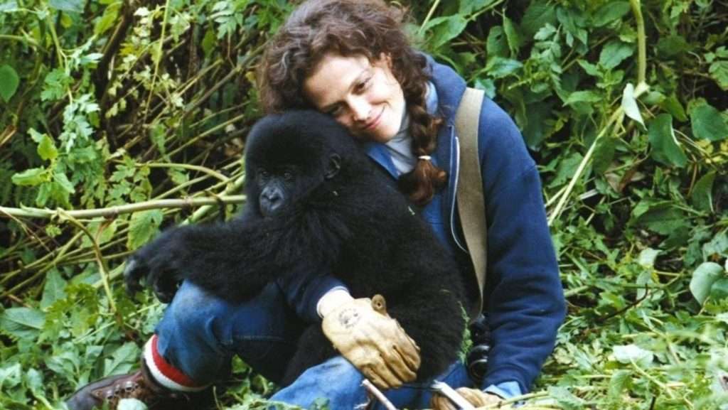 Dian Fossey Gorilla Fund
